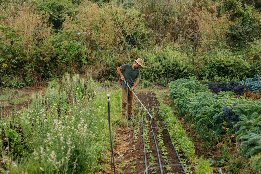 Autumn Planting Guide for Northland & Auckland, NZ