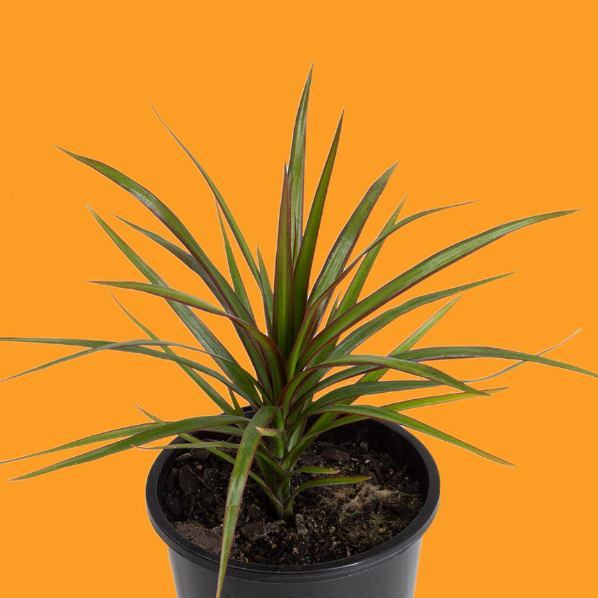 Dracaena & Cordyline