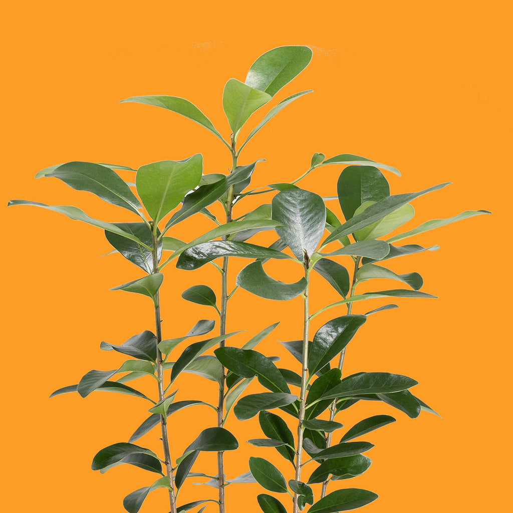 Outdoor & Patio Plants Page 3 PlantHouse