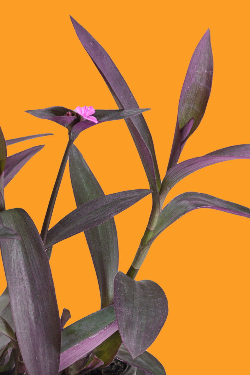 Cold-Tolerant Plants