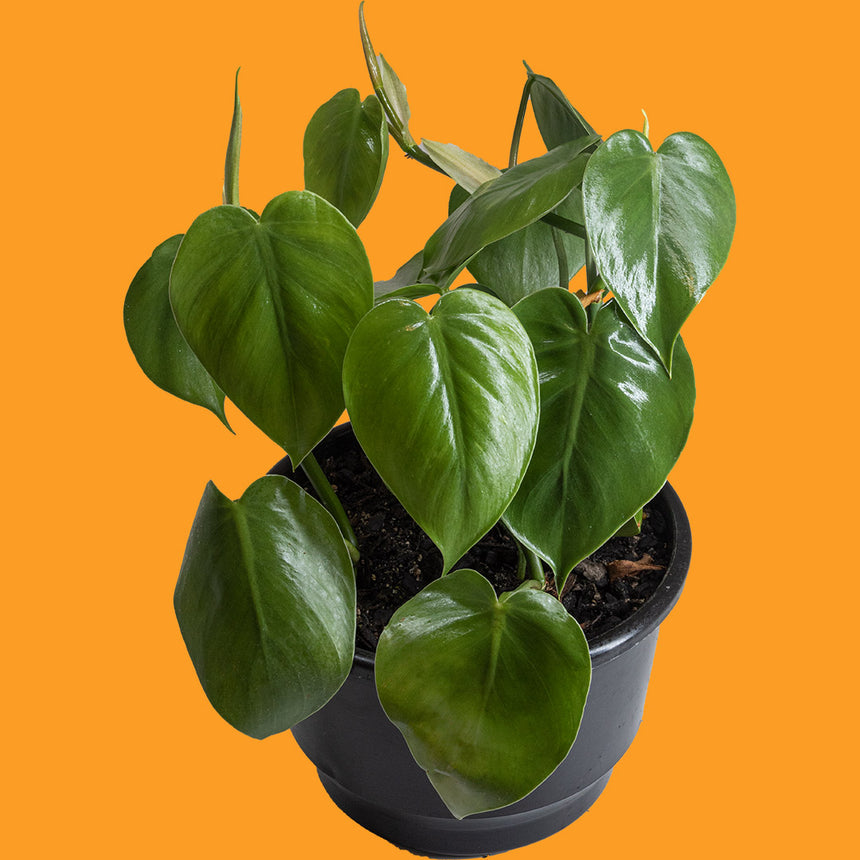 Philodendron