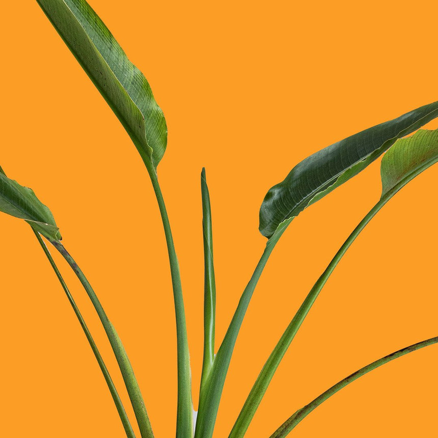 Direct Sun Tolerant Plants