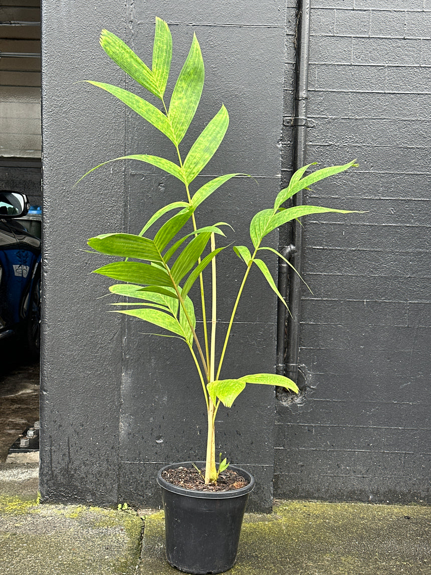 Ivory Palm ‘Thai Mottled’ - Pinanga coronata in 25cm Nursery Pot