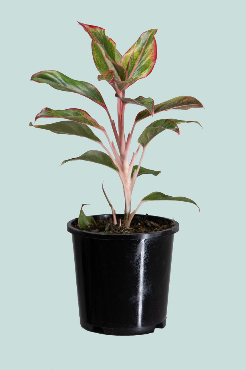 Aglaonema 'Red Gold' - Small 14cm / 1.3L