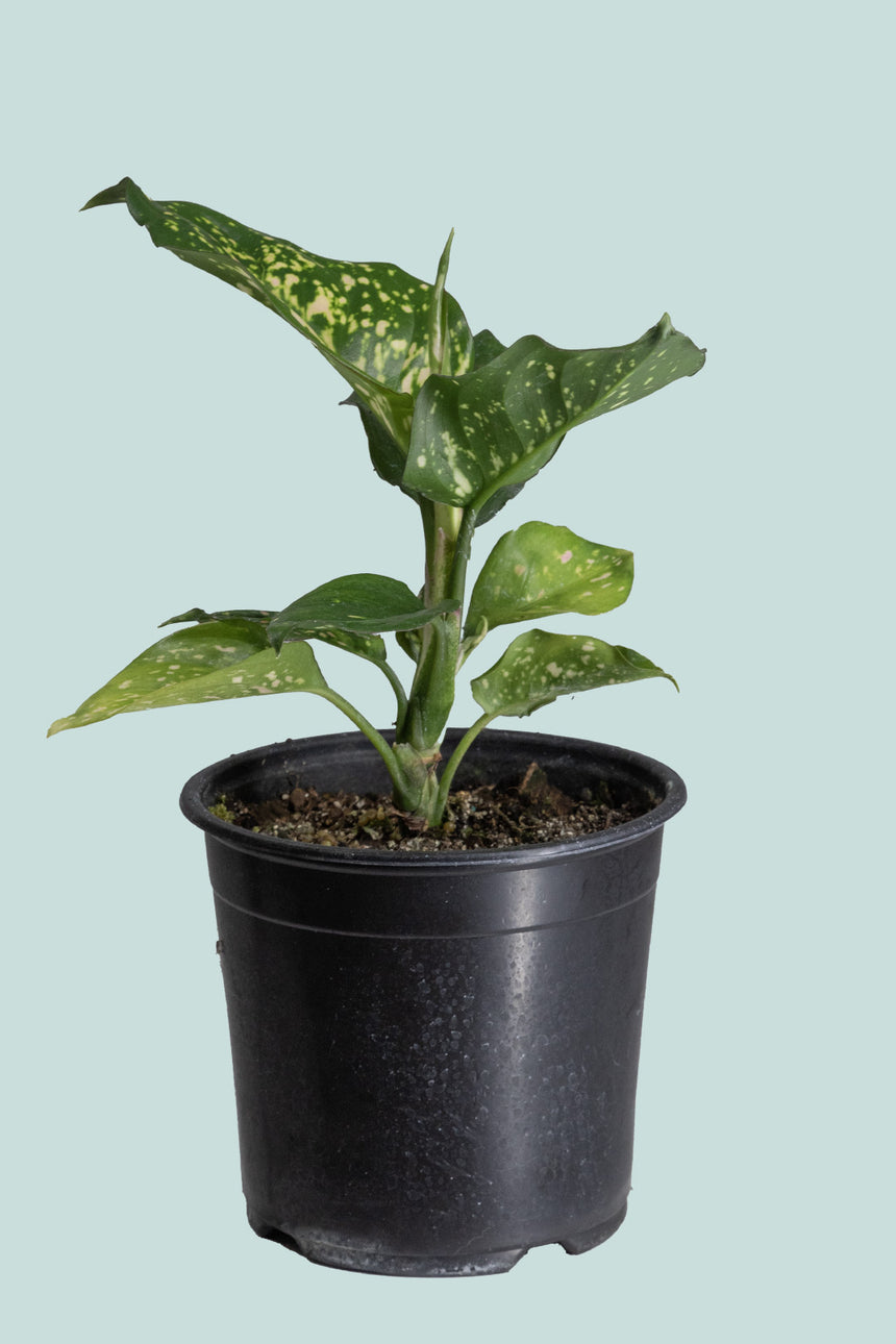 Wishes - Aglaonema - 1L / 14cm / Small