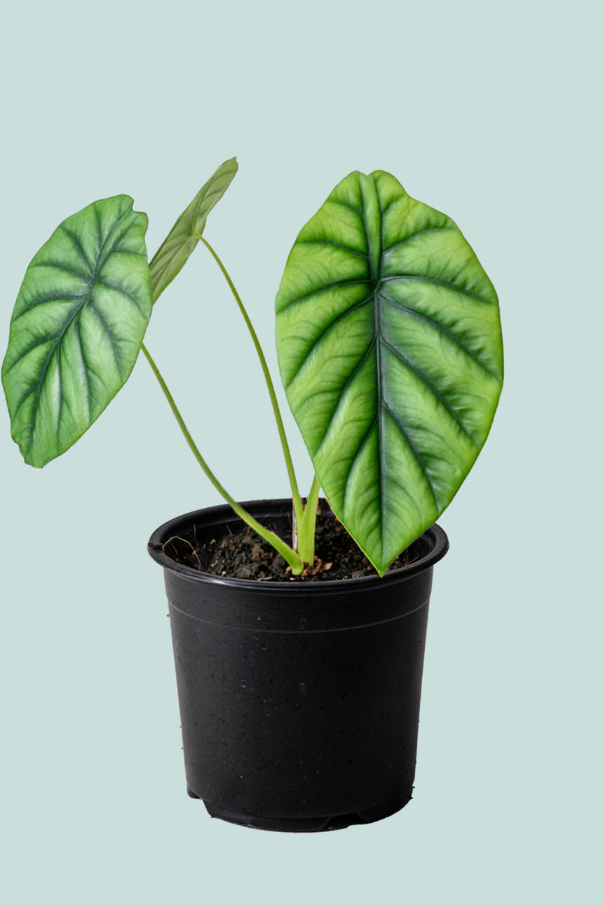 Alocasia clypeolata Green Shield - 14cm / 1L / Small Plant