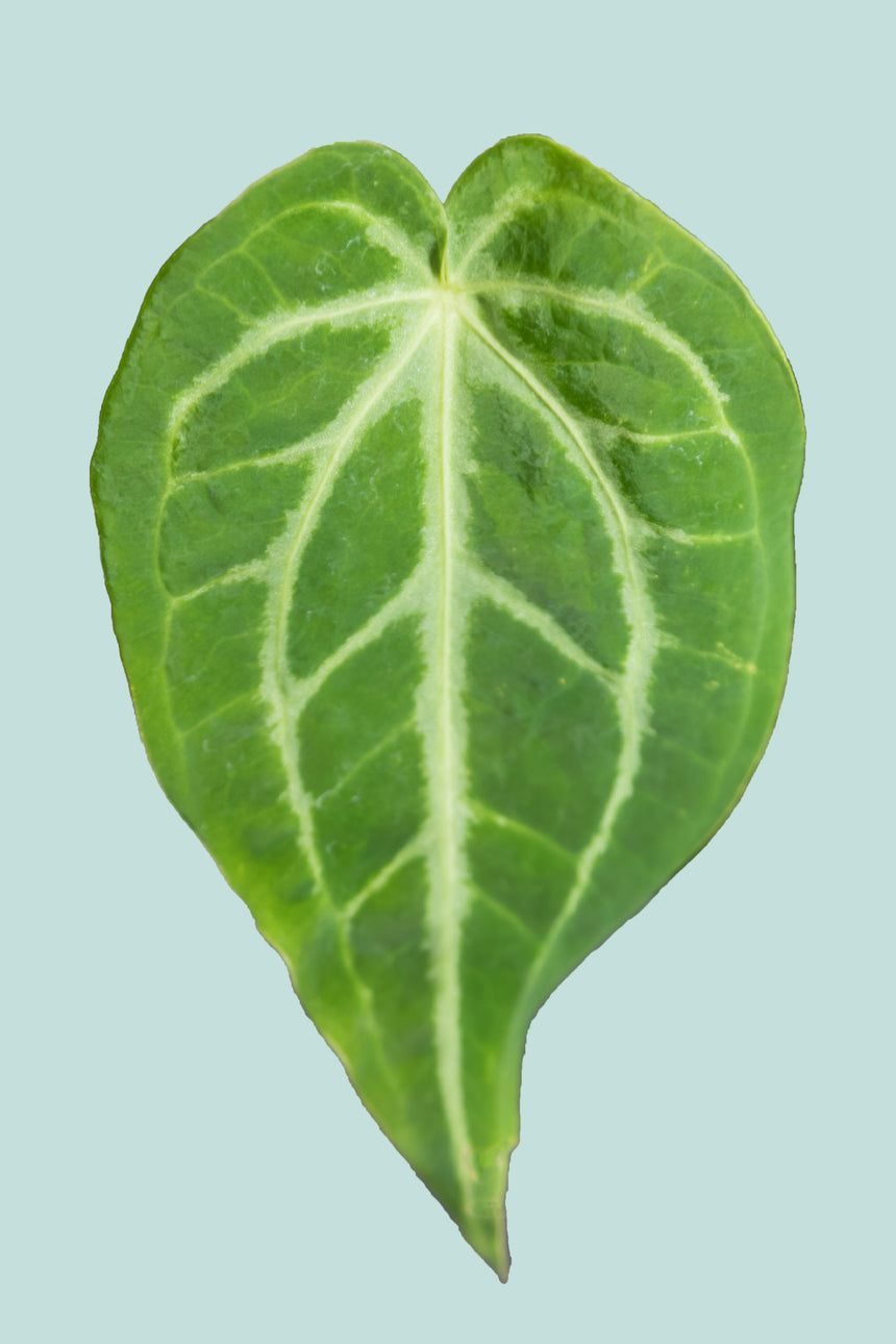 Anthurium magnificum - 1L / 14cm / Small