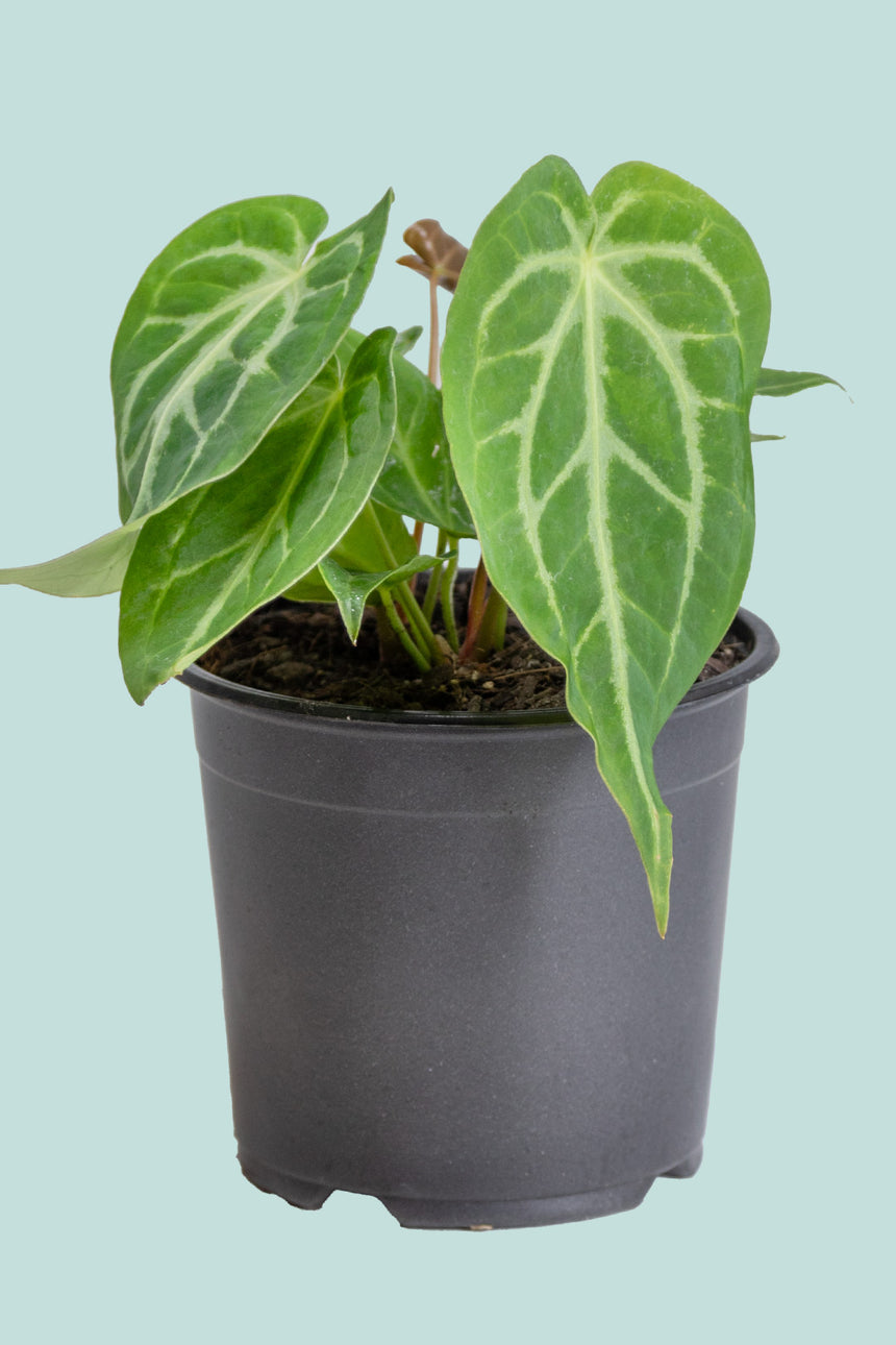 Anthurium magnificum - 1L / 14cm / Small