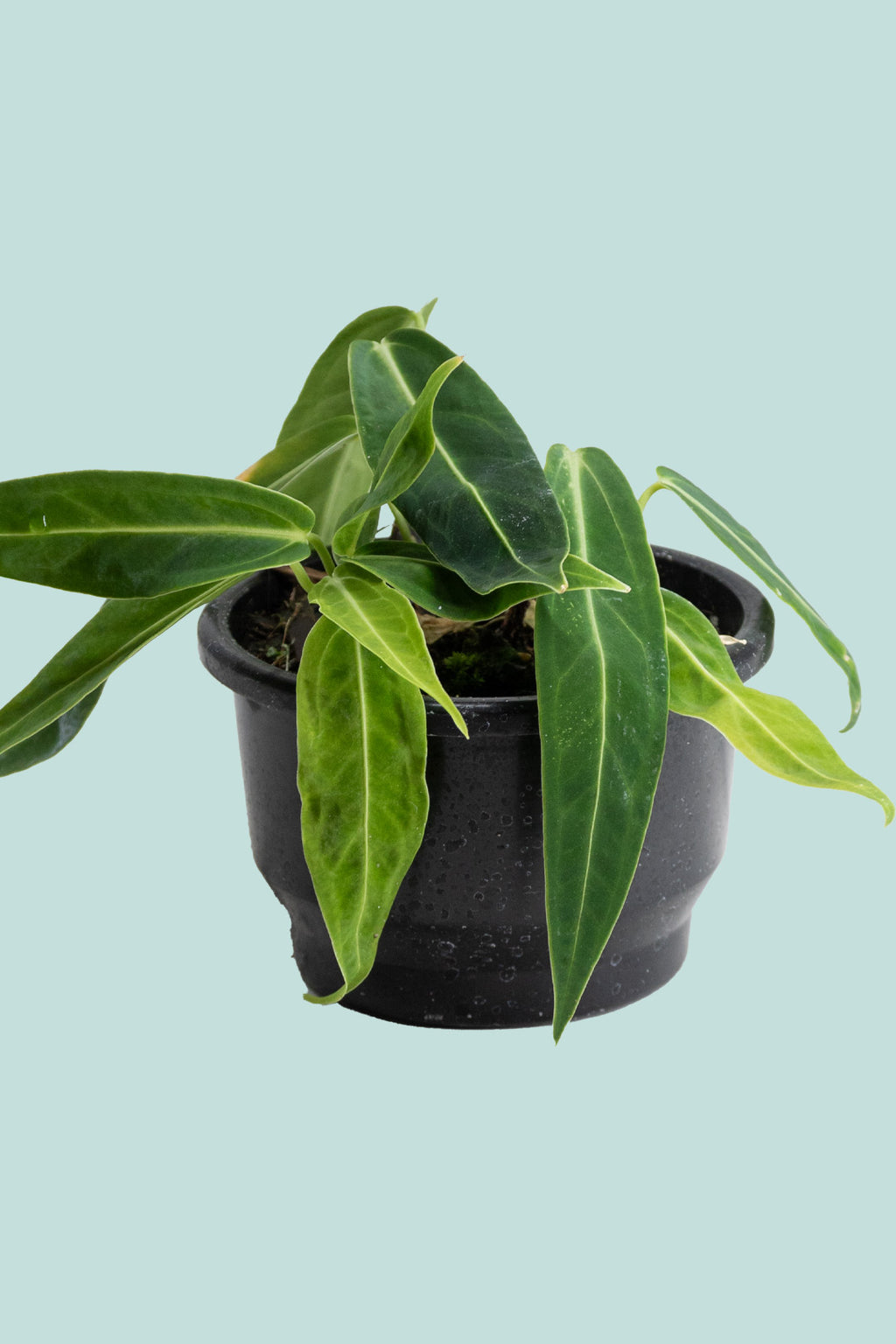 その他観葉植物 Anthurium warocqueanum dark narrow Anthurium-warocqueanum-