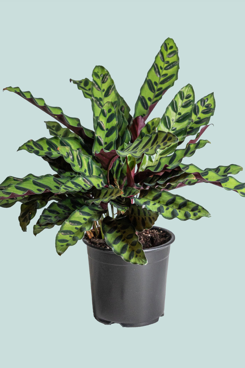 Calathea insignis 'Rattlesnake'  - 1L / 14cm / Small