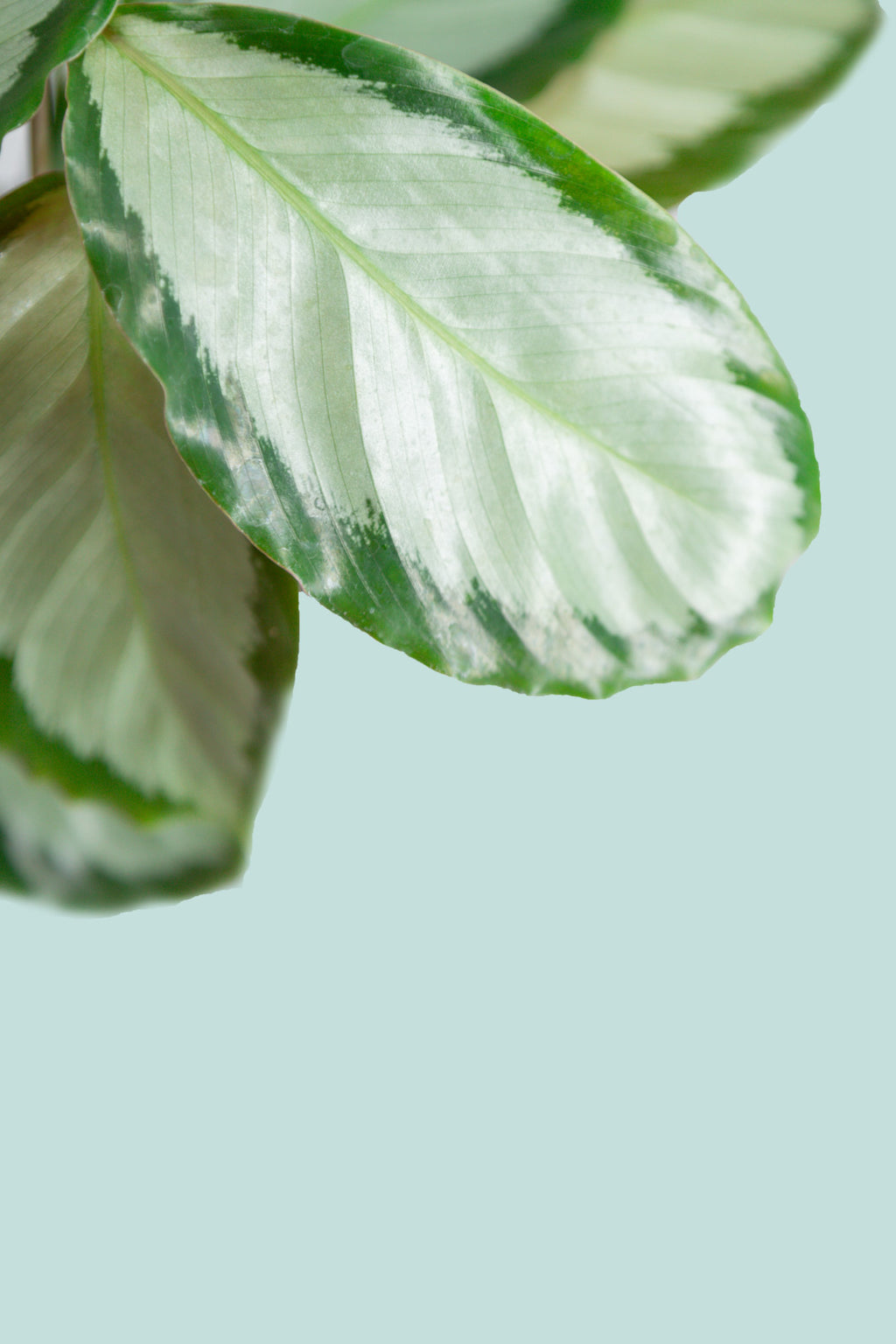Calathea argentea - Indoor Plant