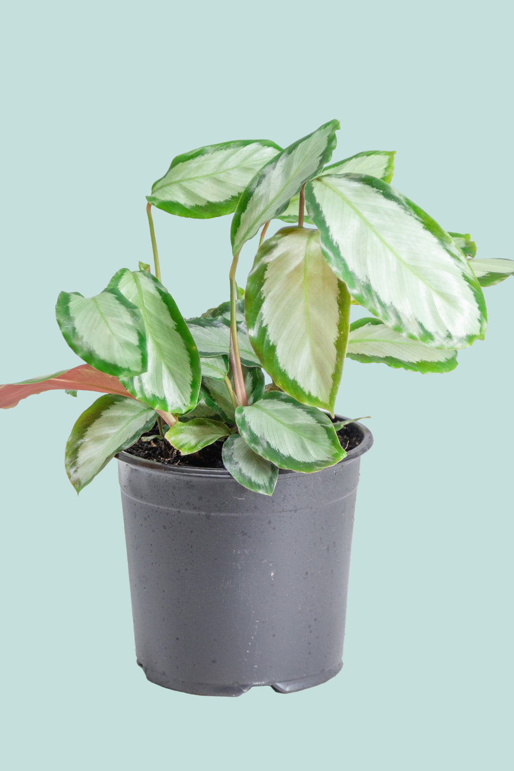 Calathea argentea - Indoor Plant