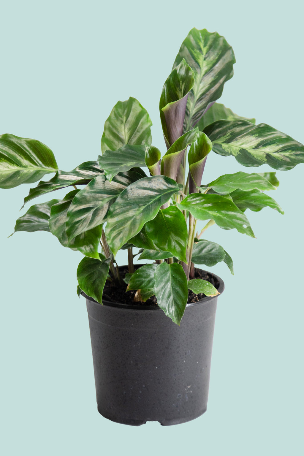 Calathea makoyana - Indoor Plant
