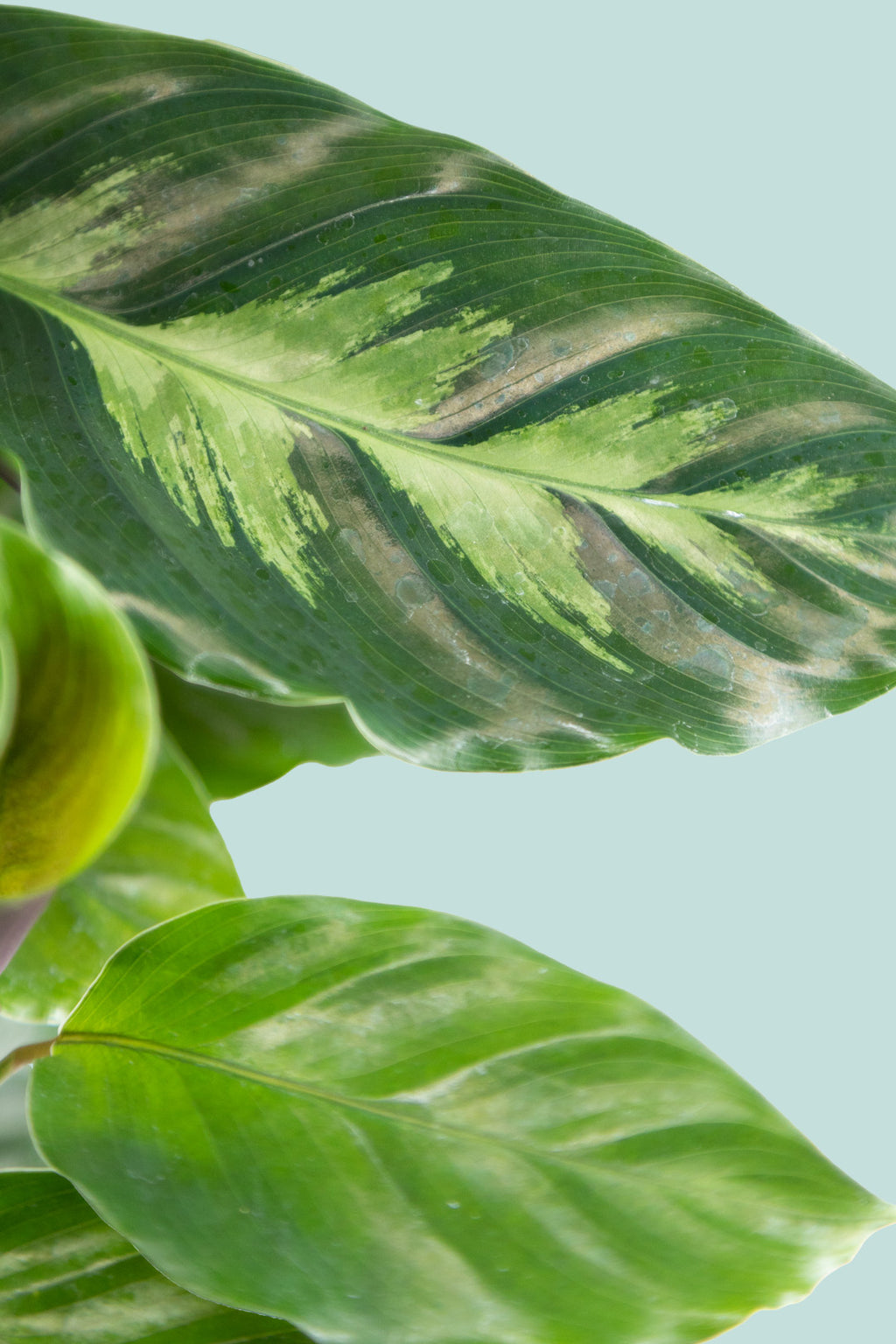 Calathea makoyana - Indoor Plant