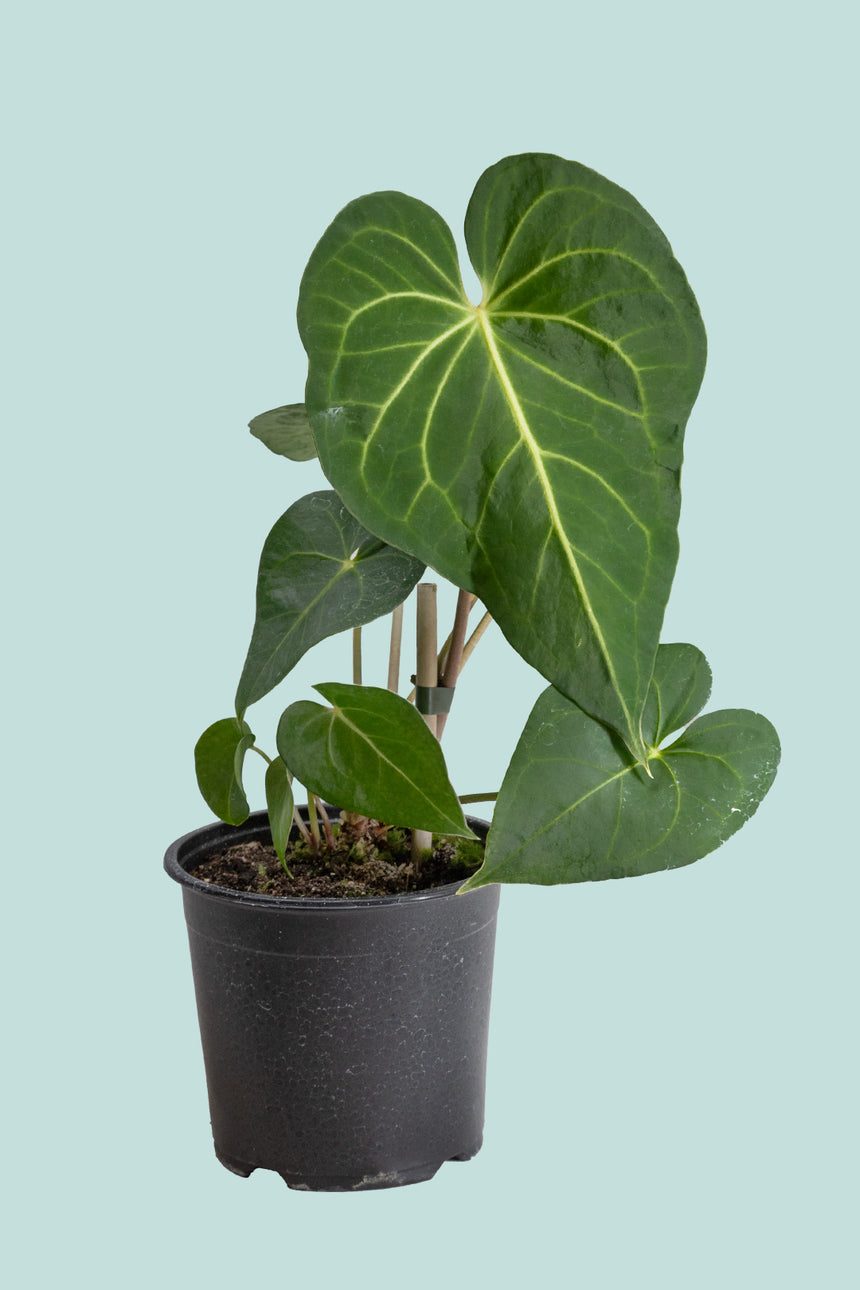 Anthurium clarinervium - Velvet Heart - 1L / 14cm / Small