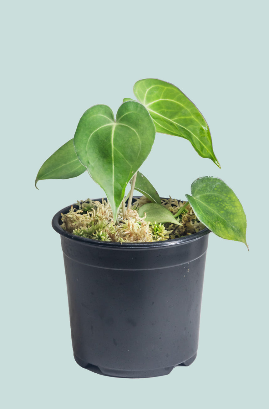 Anthurium clarinervium - Velvet Heart - 1L / 14cm / Small