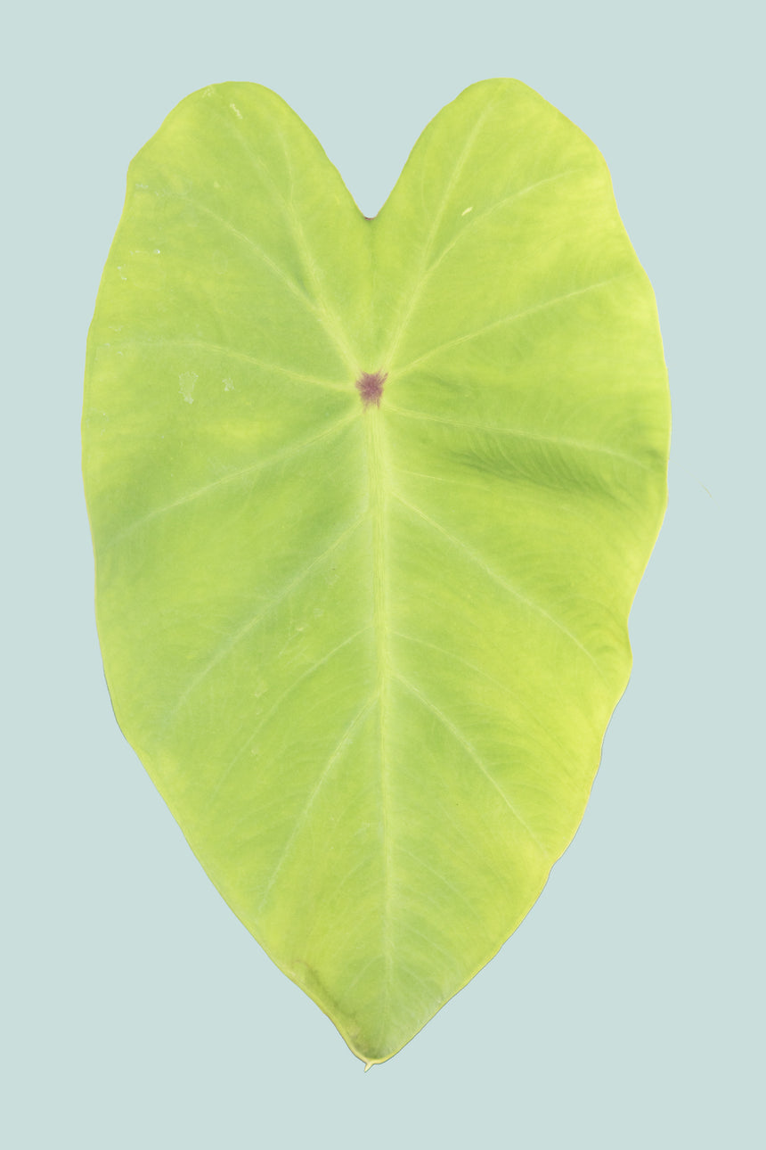 Colocasia Lime
