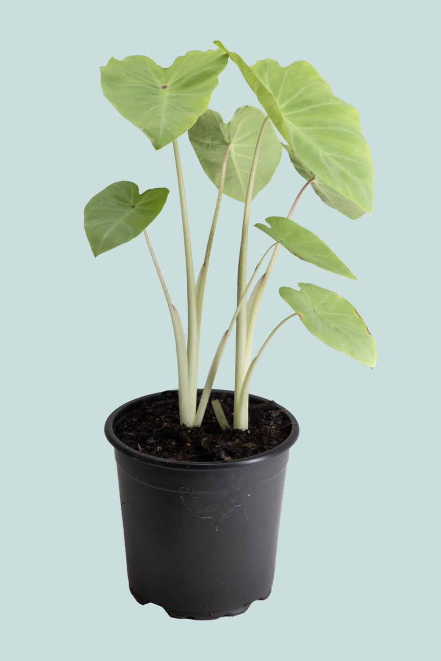 Colocasia Lime