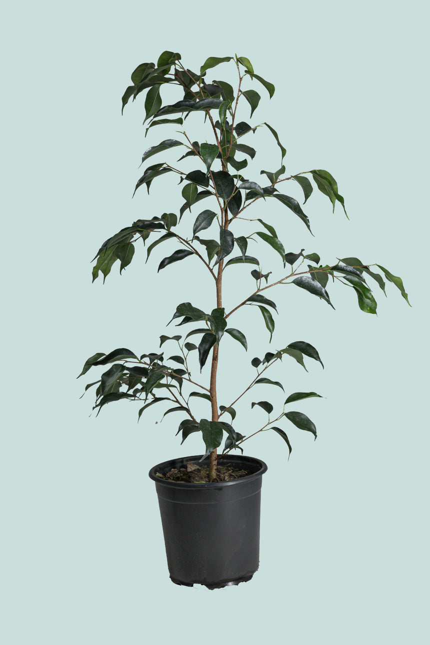 Danielle - Dark & Compact - Weeping Fig - Ficus benjamina - 2.5L / 17cm / Medium
