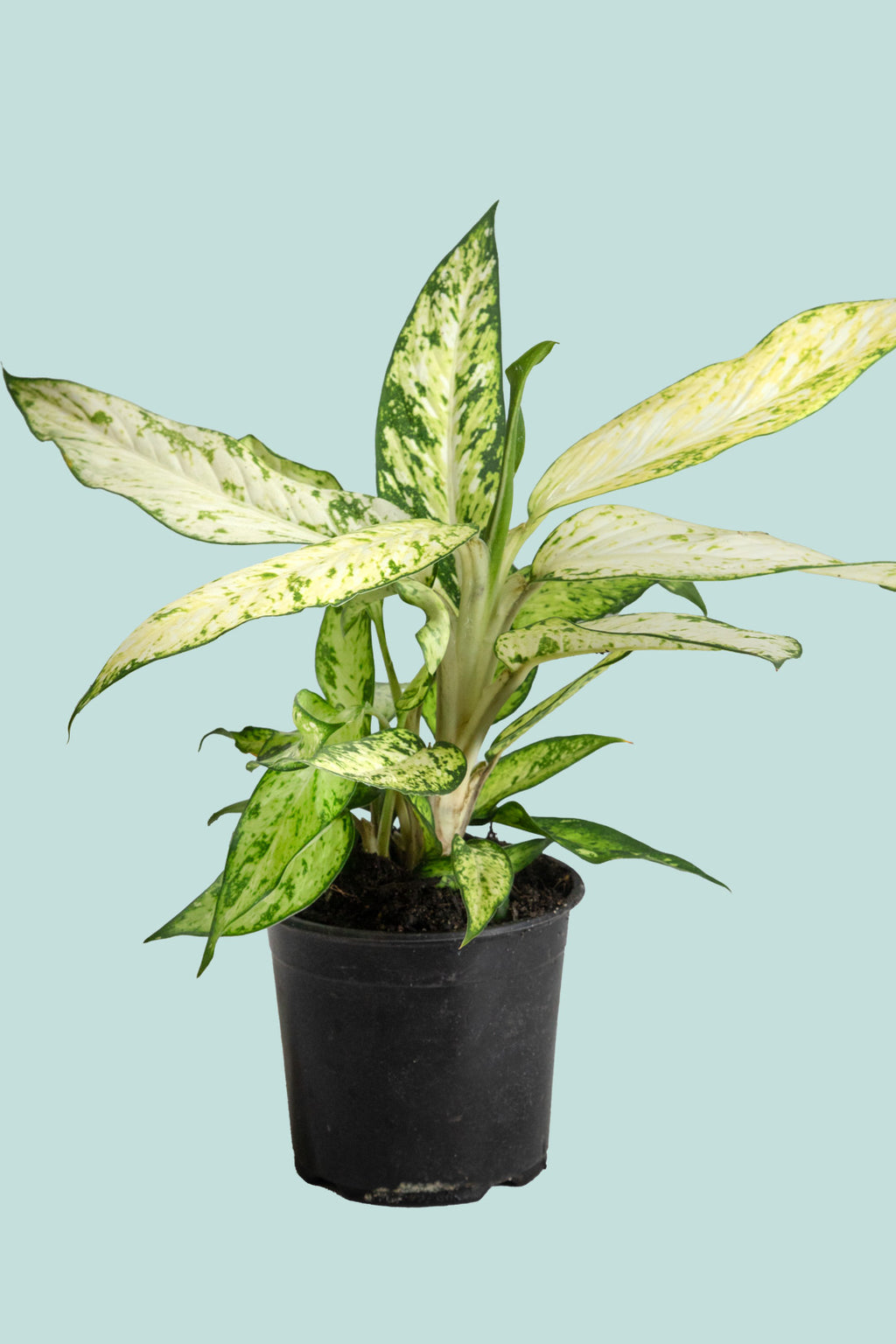 dieffenbachia nz Dieffenbachia Tropic Marianne - Indoor Plant
