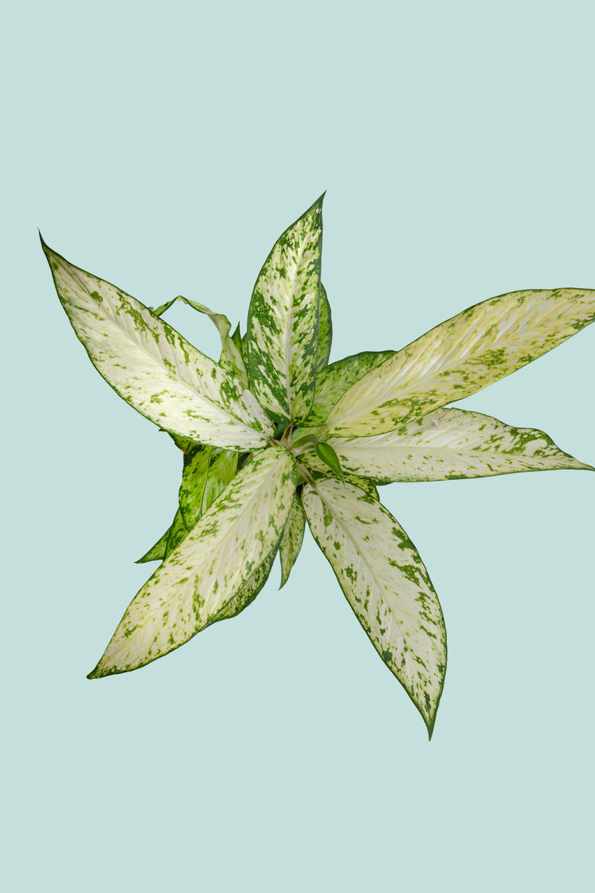 Dieffenbachia Star Bright - 14cm / 1.3L / Small