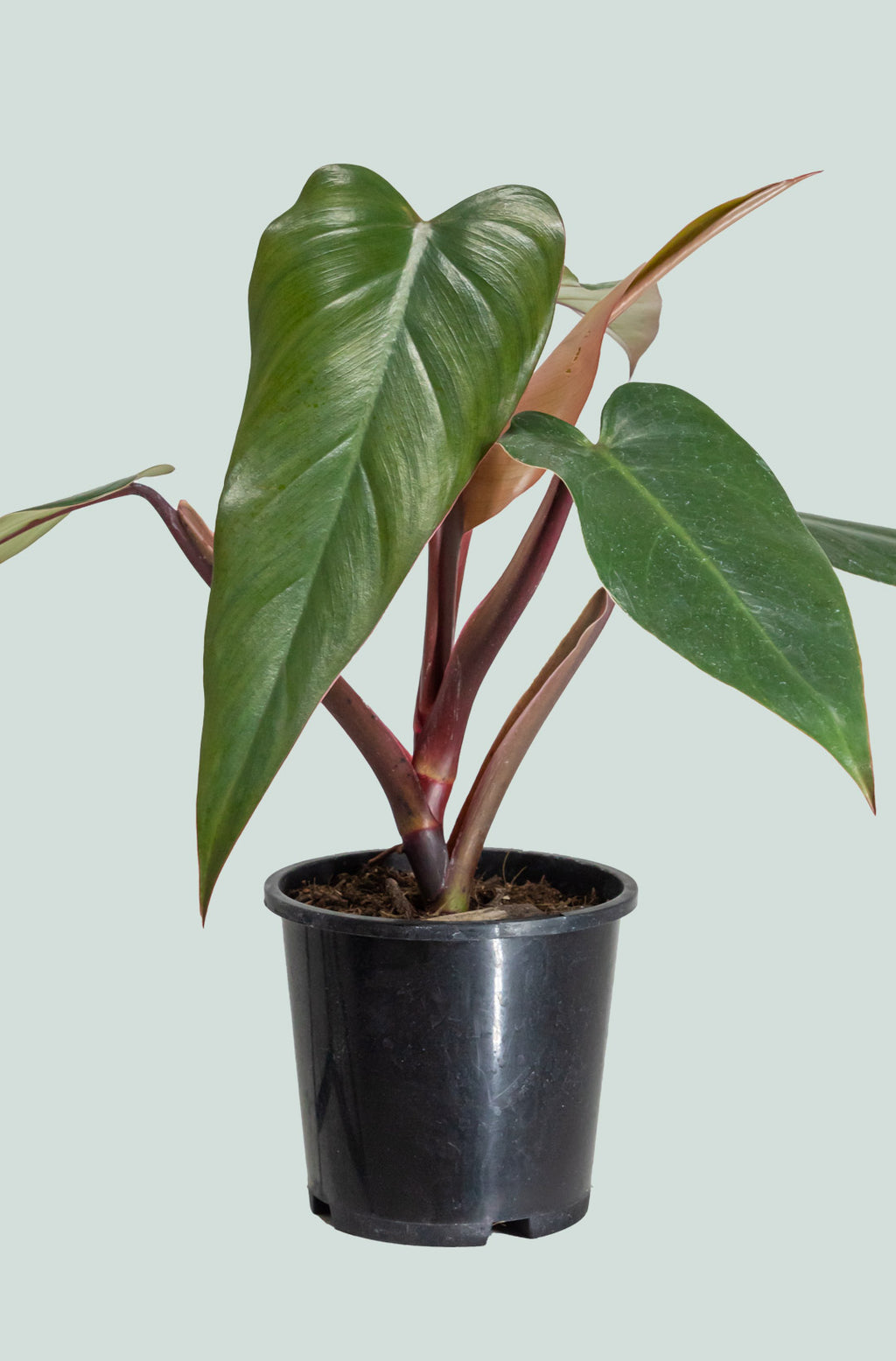 anderson's red philodendron Anderson's Red - Philodendron erubescens
