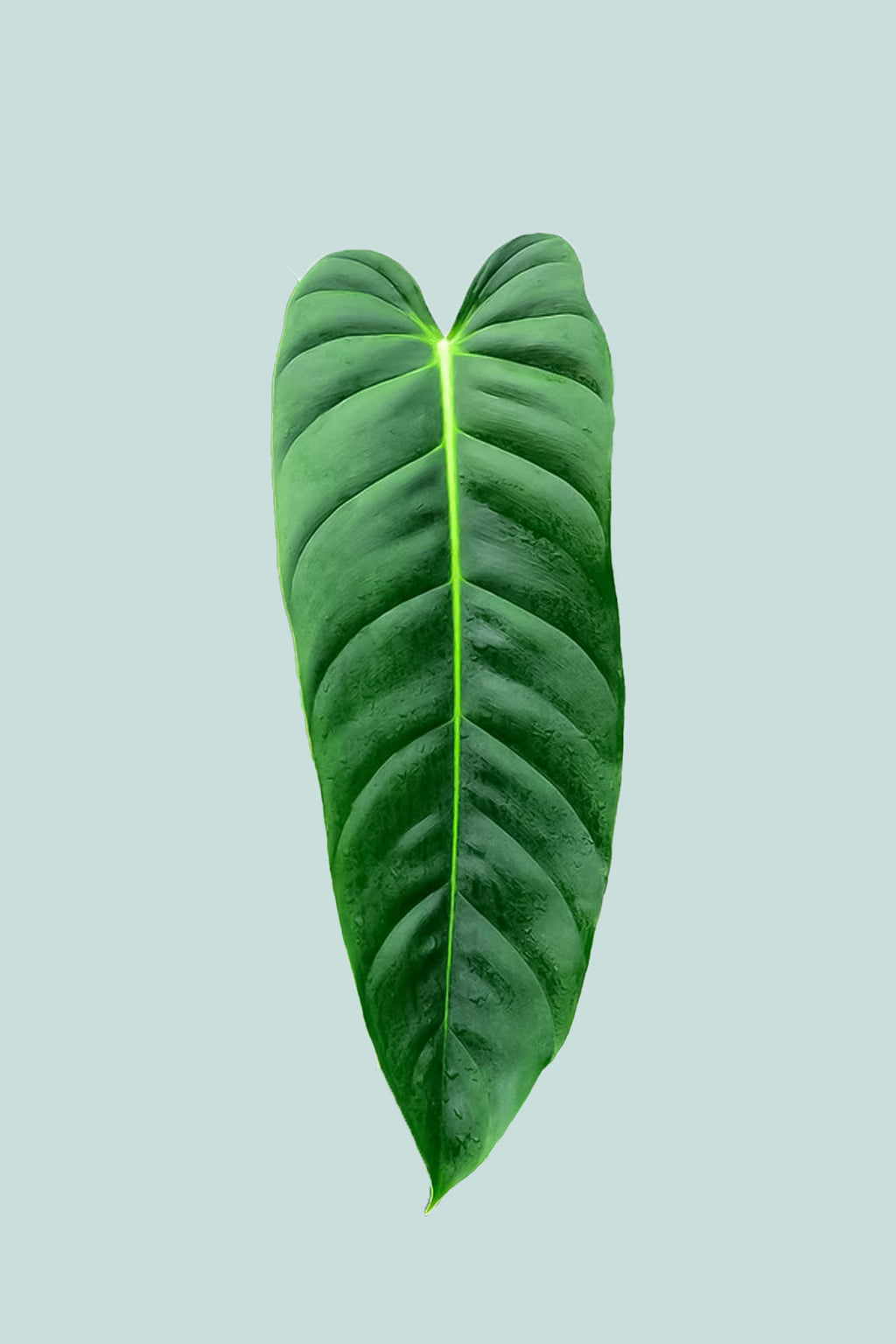 philodendron esmeraldense Esmerelda - Philodendron esmereldense
