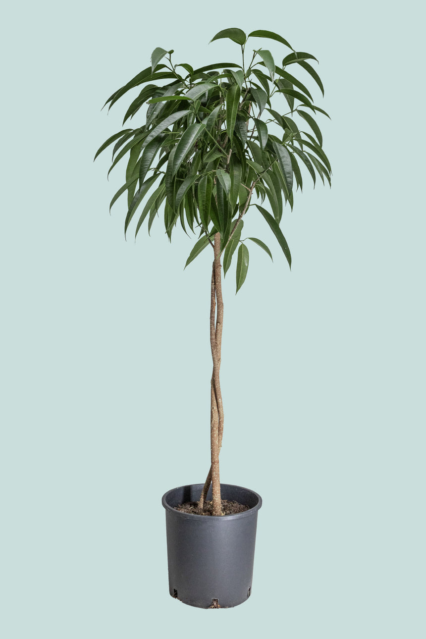 Standard Sabre Leaf Fig (Alii Fig) - Ficus maclellandii 25cm / 10L / Large