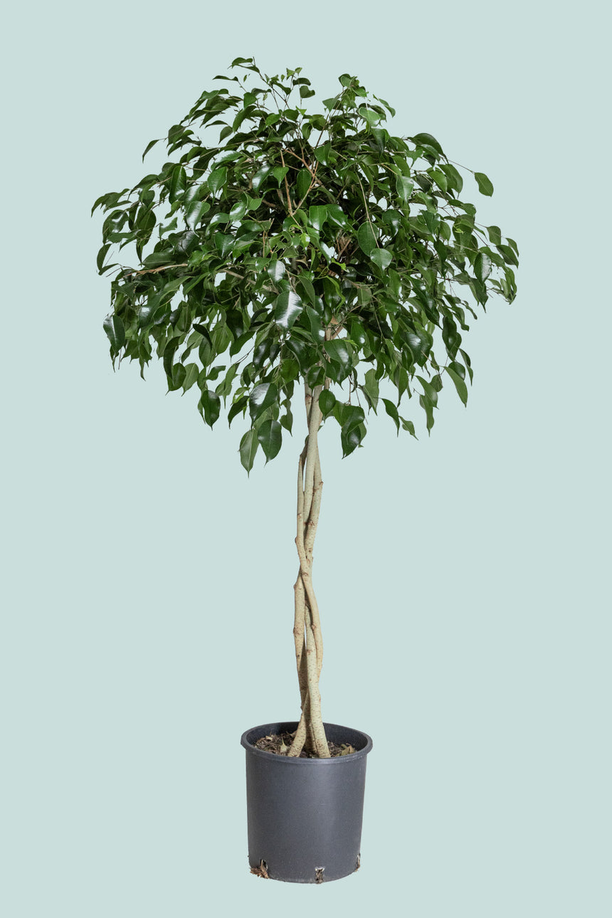 Standard Braided Evergreen Weeping Fig - Ficus benjamina - 25L / 34cm / XL
