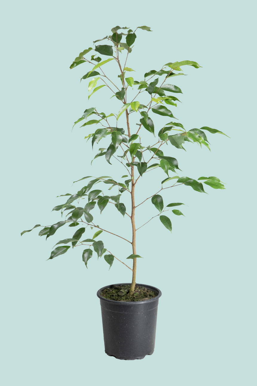 'Evergreen' Weeping Fig - Ficus benjamina - 2.5L / 17cm / Medium