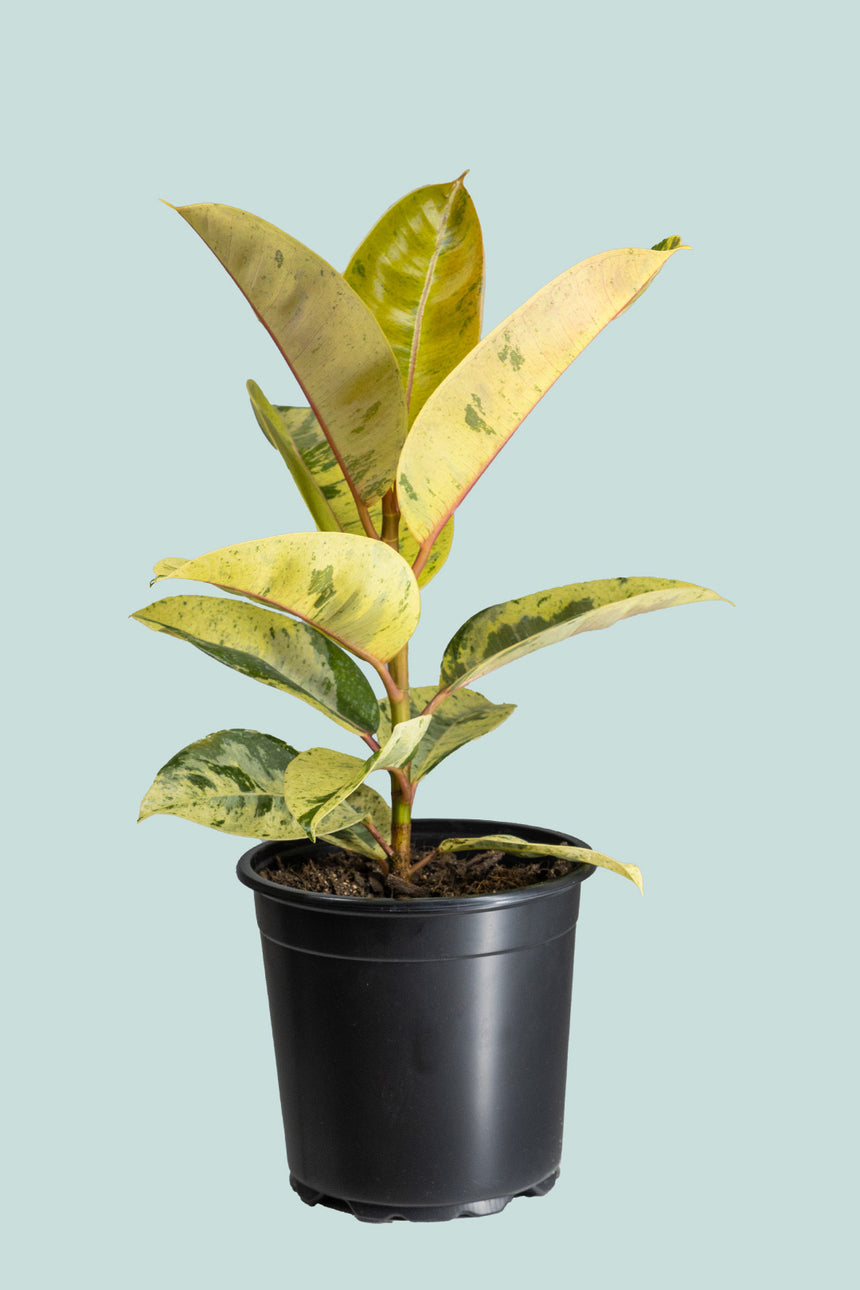 Variegated Ficus elastica 'Shivereana' - 2.5L / 17cm / Medium