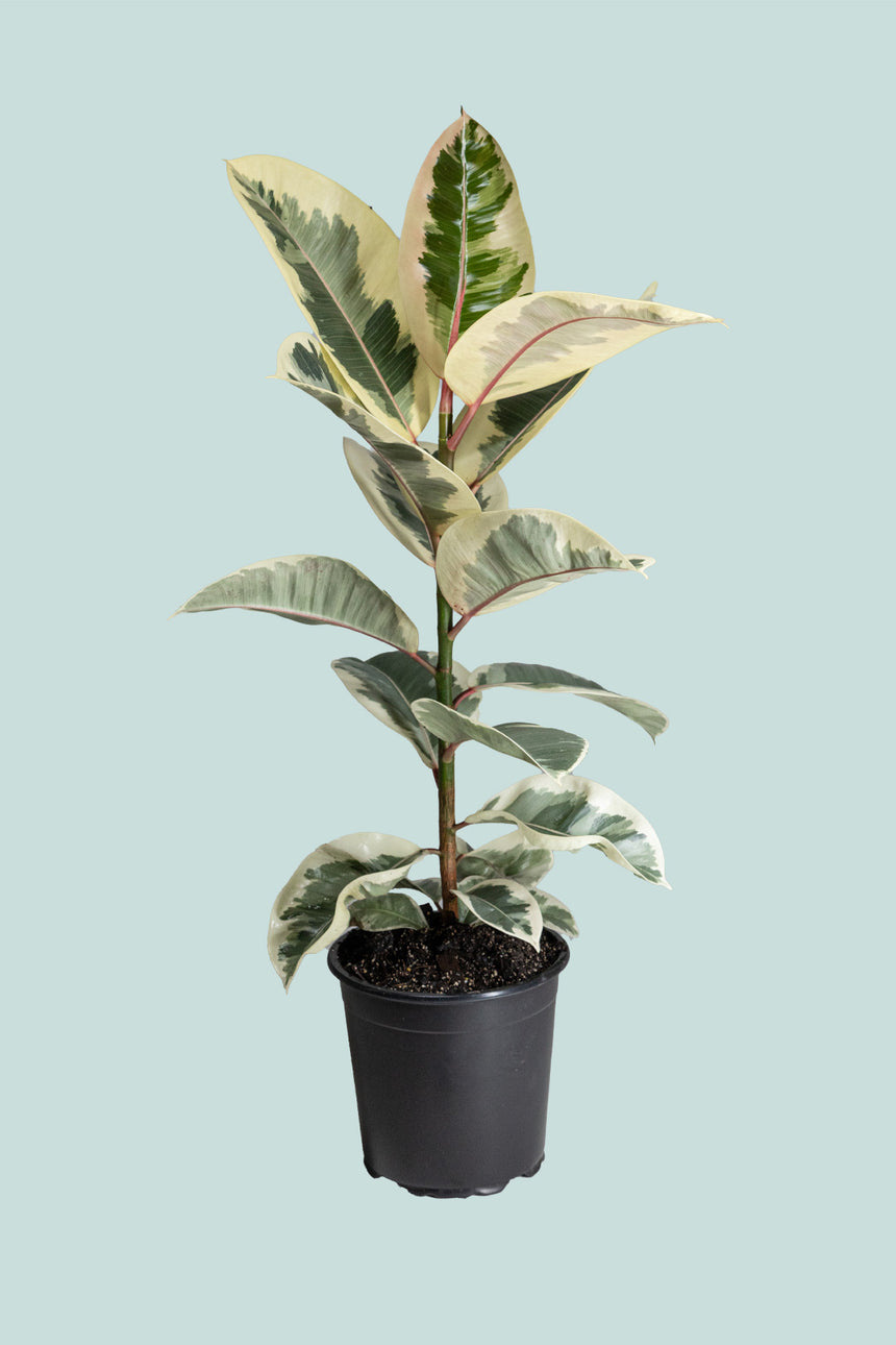 Tineke Rubber Tree - Ficus elastica - 2.5L / 17cm / Medium