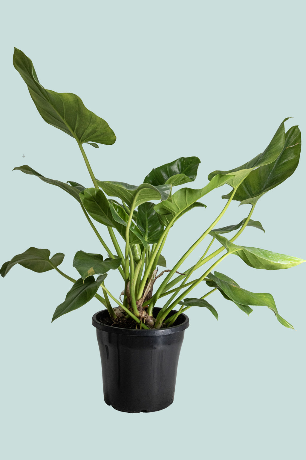 philodendron giganteum wiki Giant Philodendron