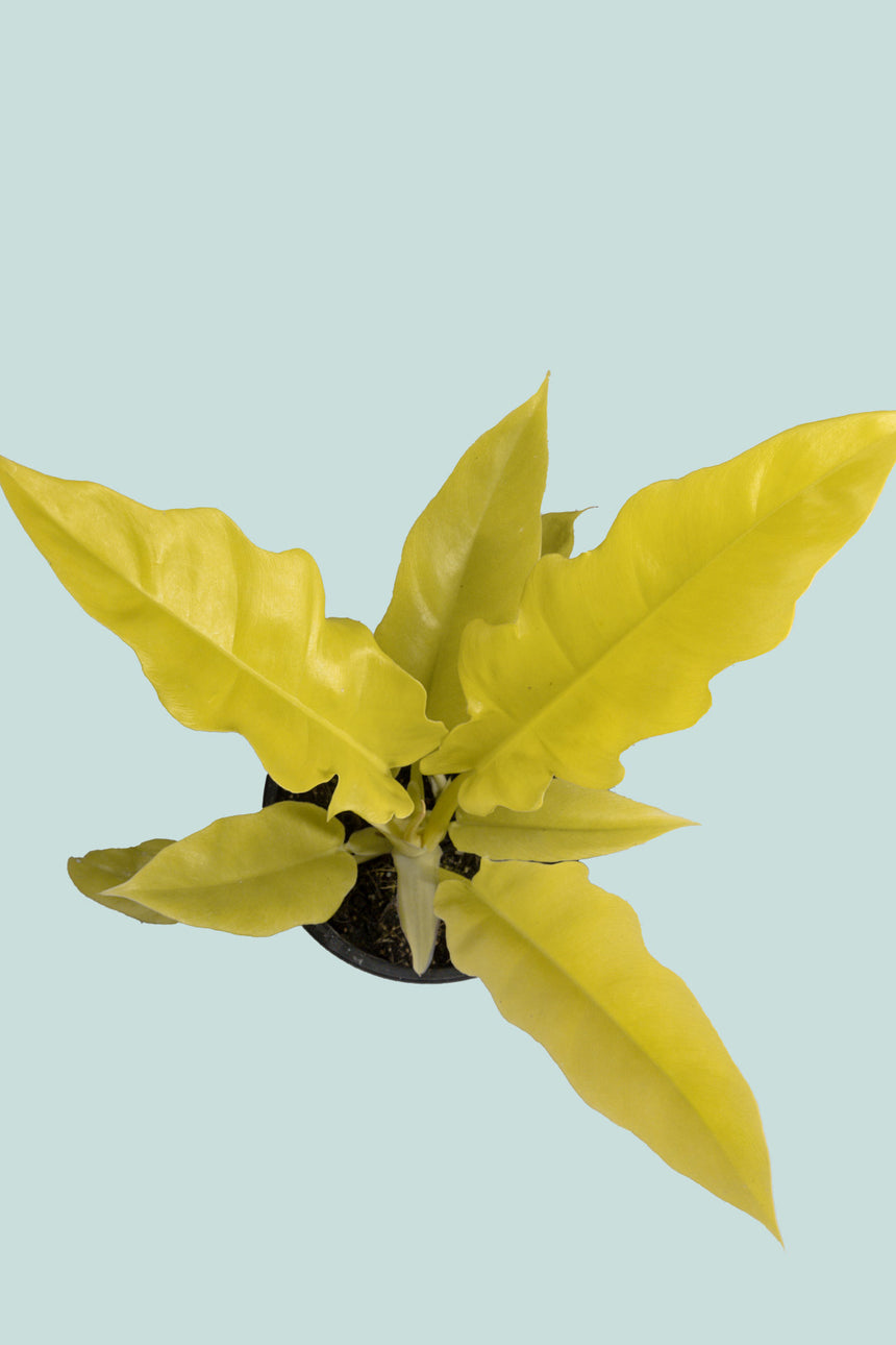 Gold Crocodile Philodendron (Golden Saw)  - 1L / 14cm / Small