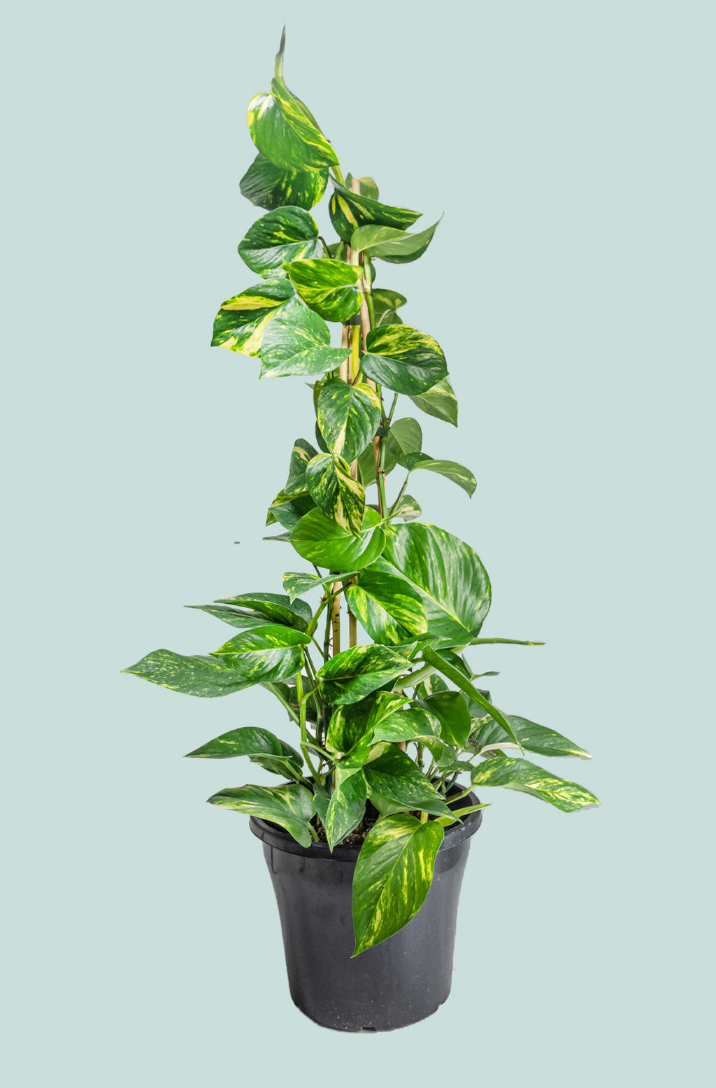 large pothos pot Gold Pothos - Epipremnum aureum