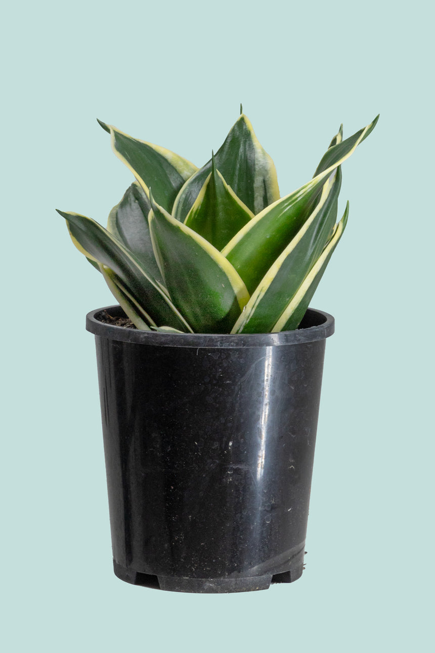 Lotus Hahnii - Dracaena trifasciata (Sansevieria) - 1L / 14cm / Small