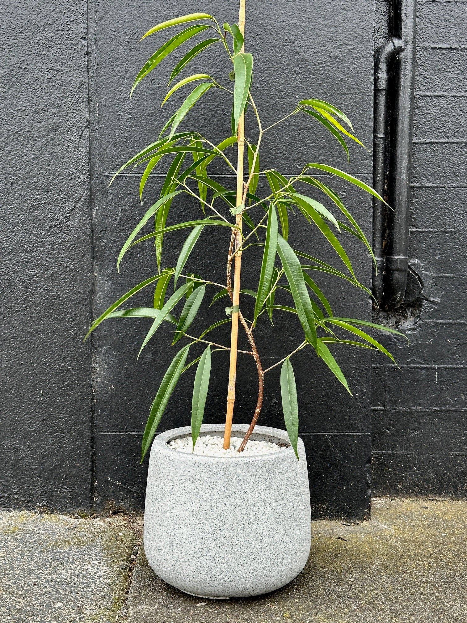 Ficus Alii Stylised S Bend in 20cm Grey Cylinder