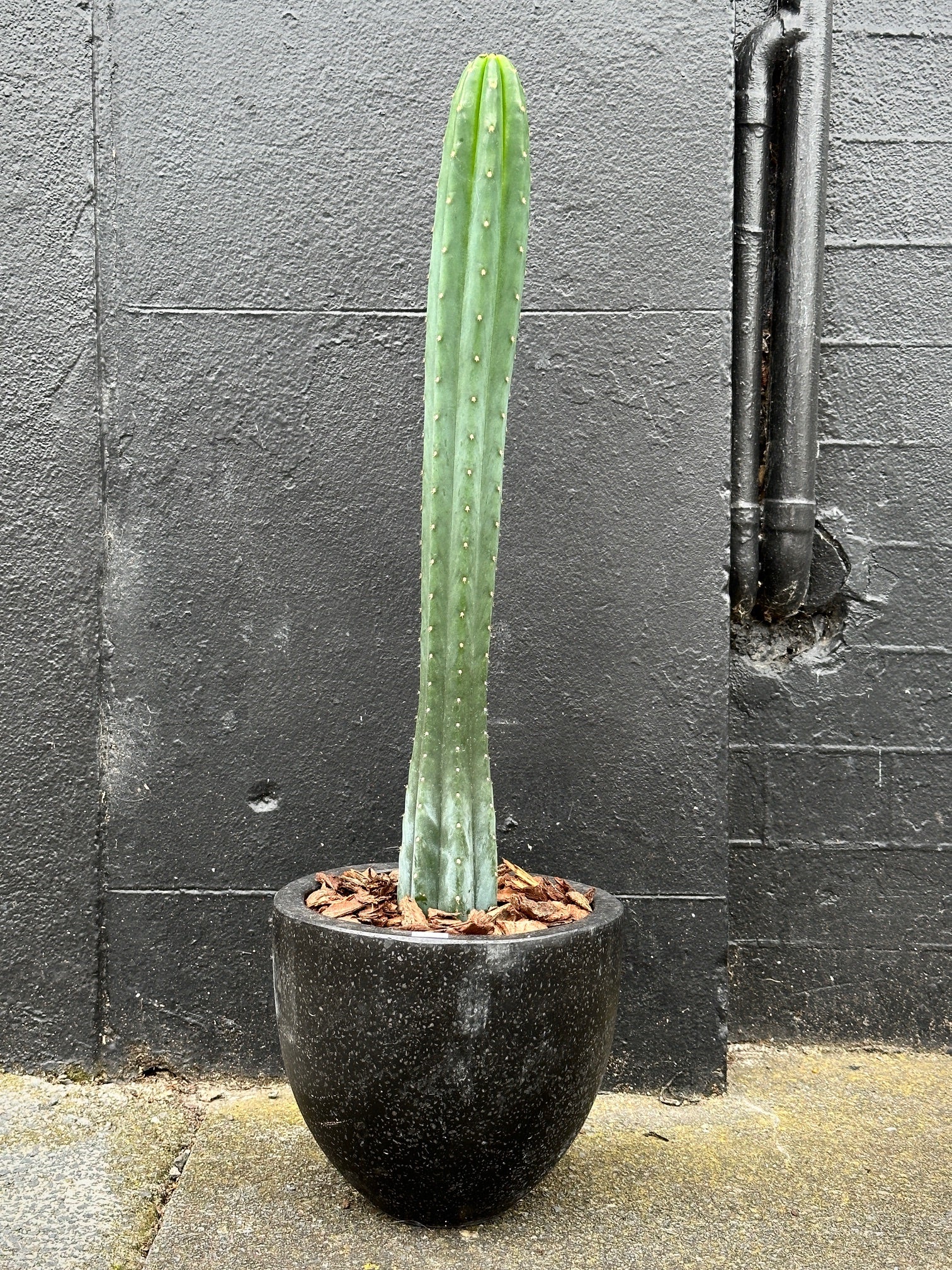 Low-Spike San Pedro Cactus in 20cm Black Terrazzo