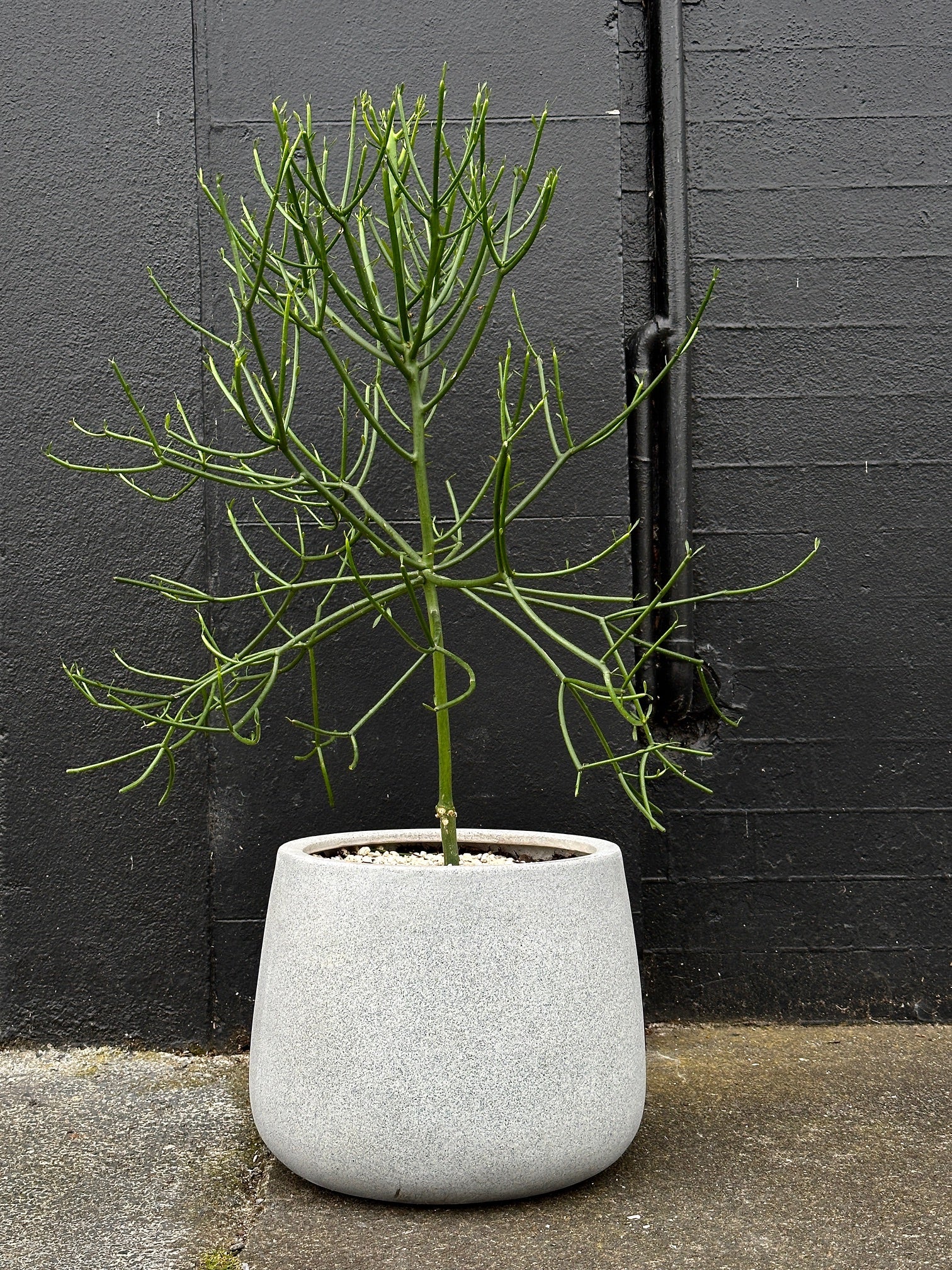 Euphorbia tirucalli in grey cylinder