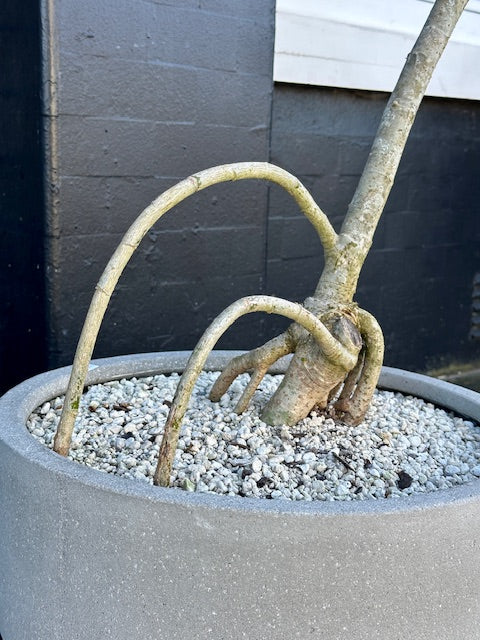 'The Squid' stylised Schefflera arboricola in 40cm Grey Stone Bowl