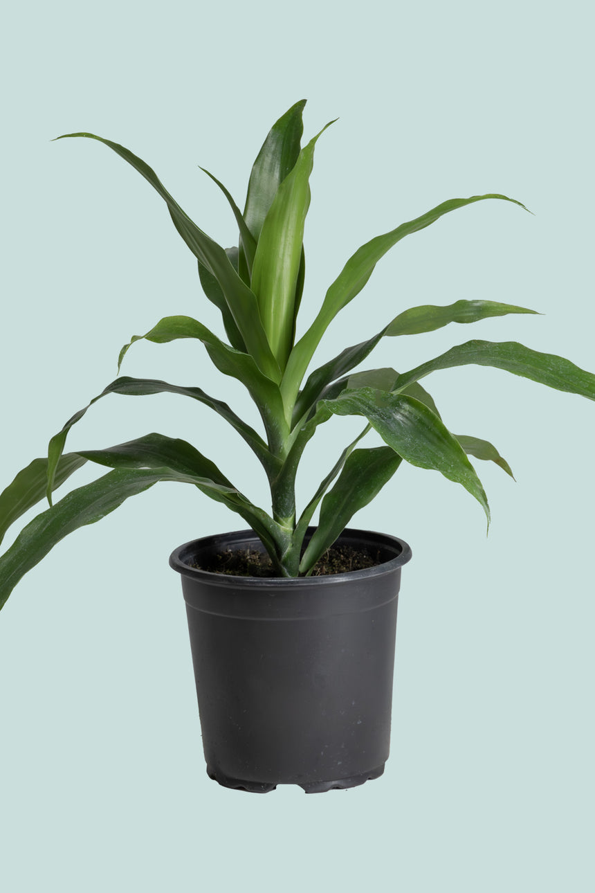 Janet Craig Dracaena - 2.5L / 17cm / Medium