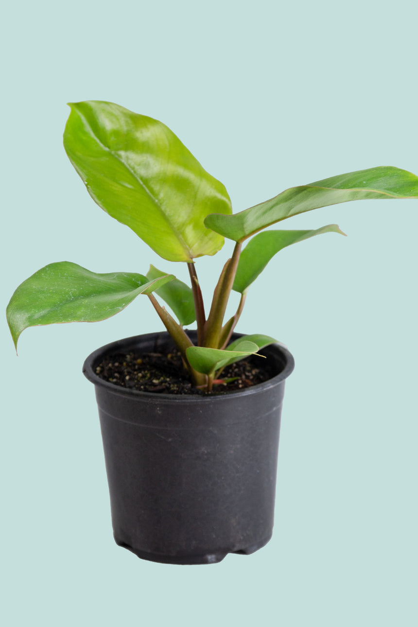 Jungle Fever - Philodendron giganteum- 14cm / 1.3L / Small