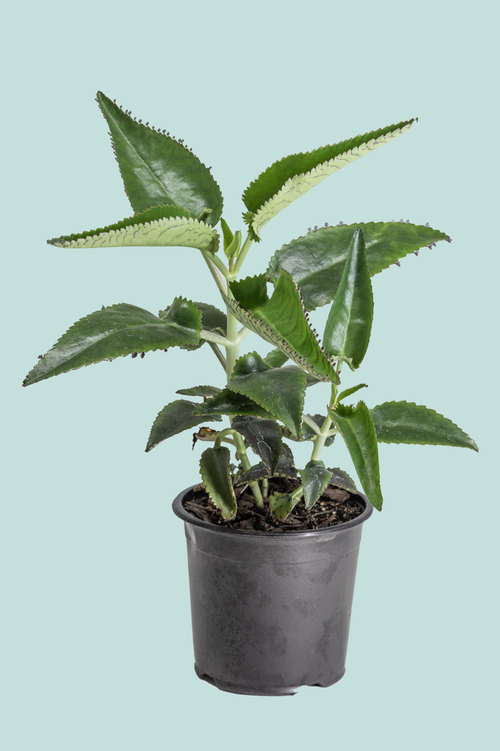 Kalanchoe daigremontiana - Mother of Thousands