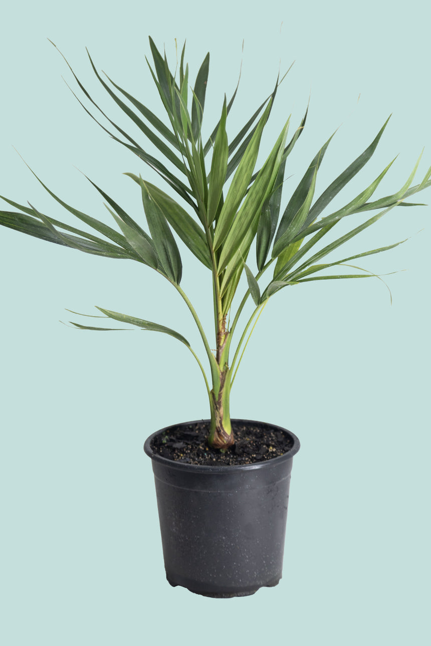 Laccospadix australasica - Atherton Palm - 25cm / 10L / Large