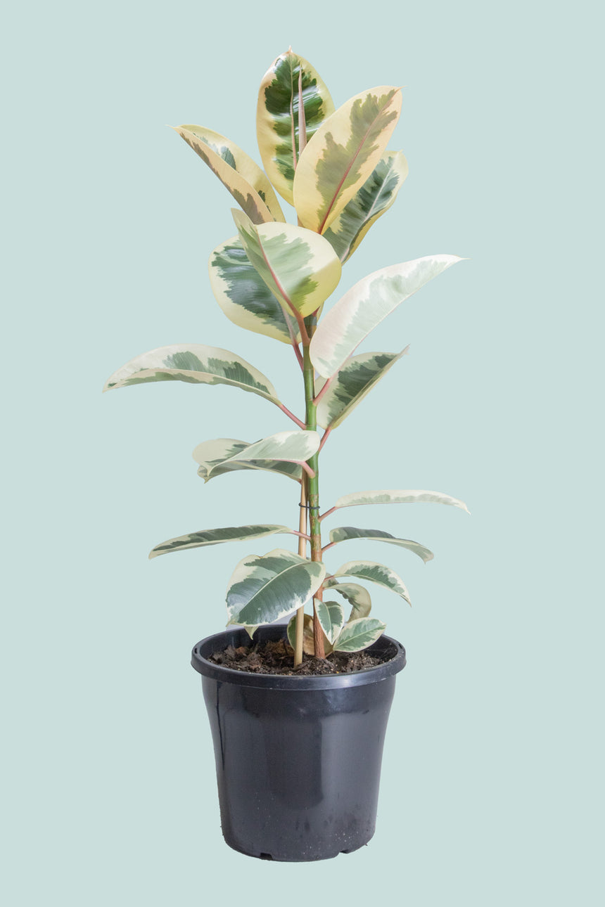 Tineke Ficus elastica - 10L / 25cm / Large