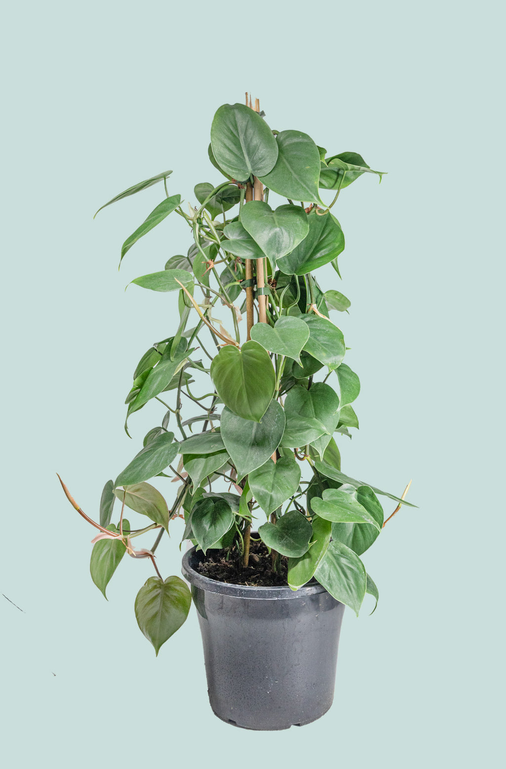 Heart Leaf - Philodendron hederaceum