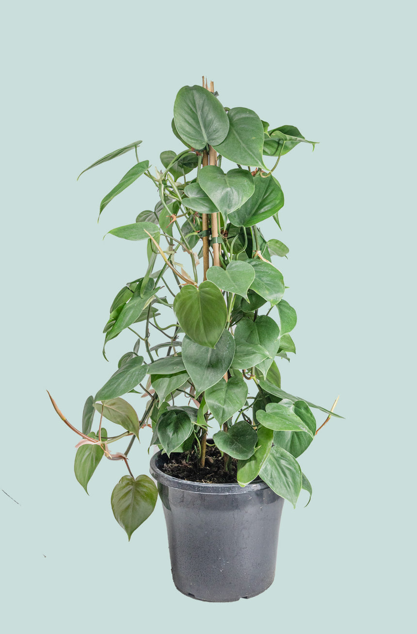 Heart Leaf - Philodendron hederaceum - 10L / 25cm / Large