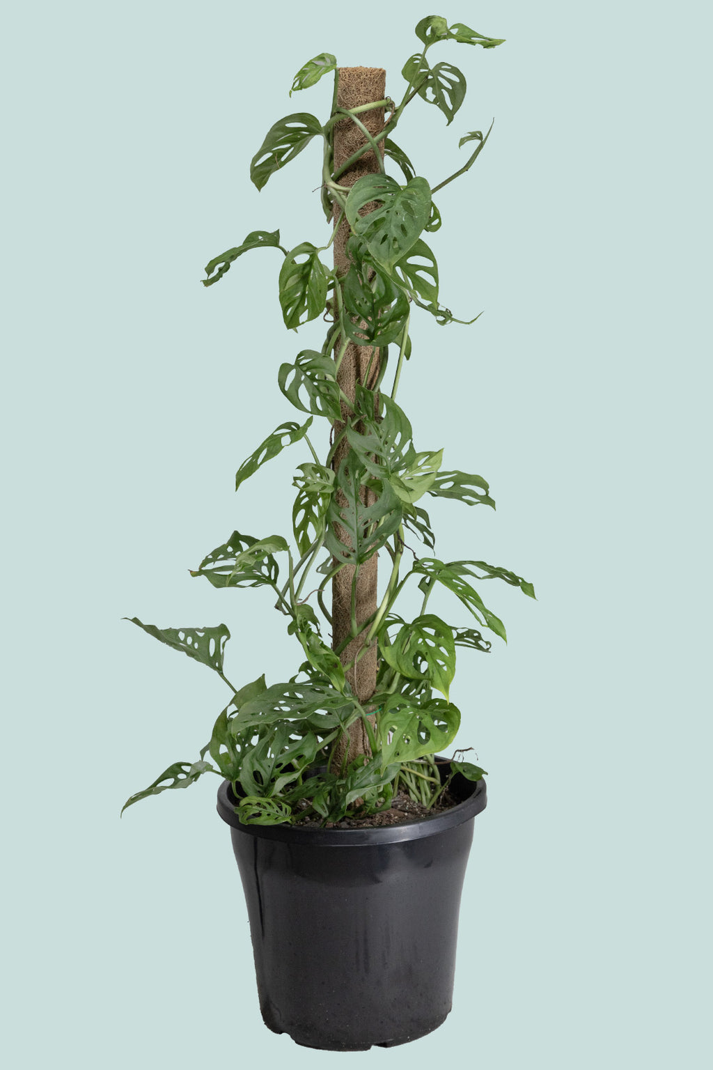 swiss cheese plant nz Monstera adansonii - Swiss Cheese Vine on Coir