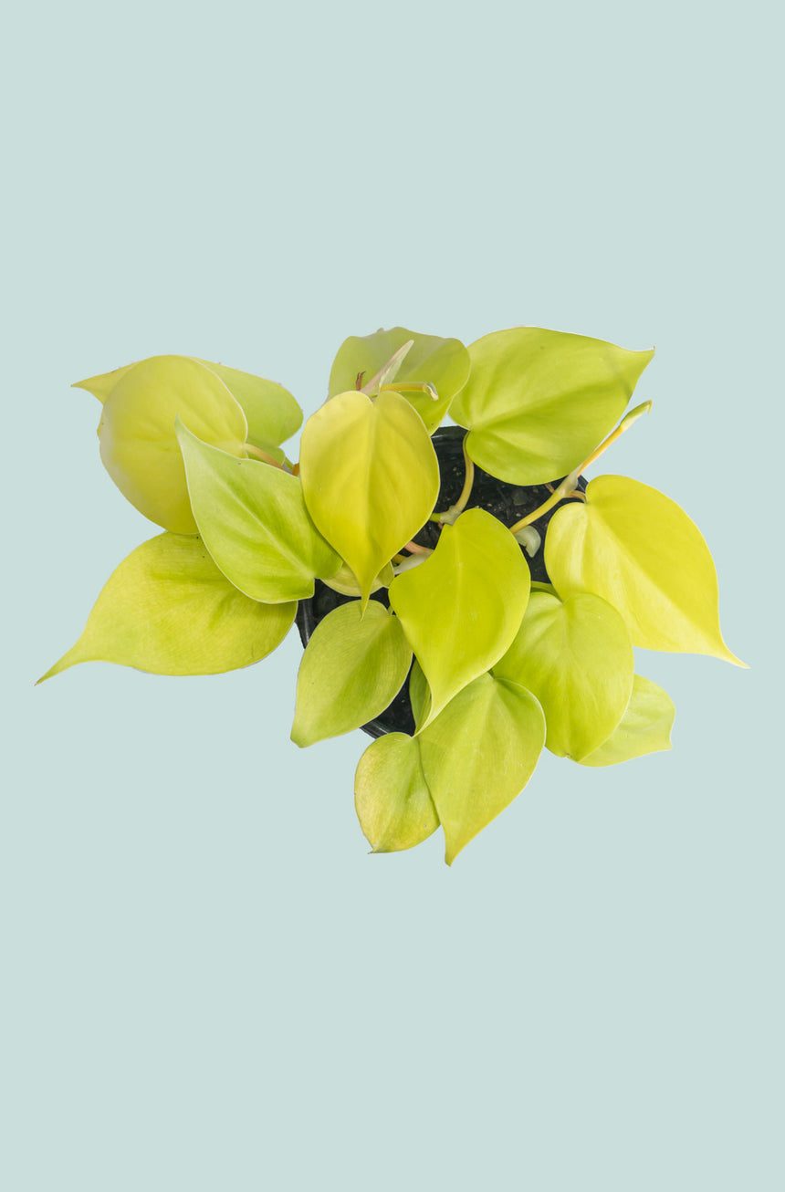 Lemon Lime Heart Leaf - Philodendron hederaceum - 1L / 14cm / Small