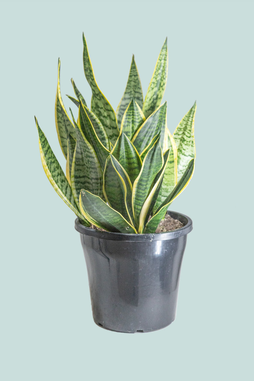 Mother in Laws Tongue - Dracaena trifasciata (Sansevieria) - 10L / 25cm / Large